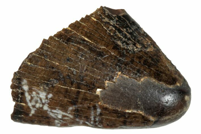 Tyrannosaur Tooth Tip - Judith River Formation #276429